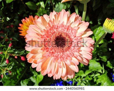 Barbeton daisy: a species of African daisies, its botanical name is Gerbera jamesonii.