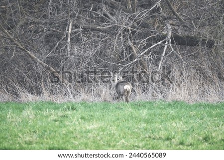 Deer on a meadow, attentive and feeding. Hidden among the bushes. Animal photo from nature