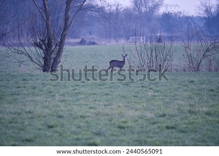 Deer on a meadow, alert and feeding in the morning hours. Hidden among the bushes. Animal photo from nature