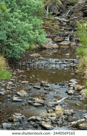 Little creek in the Tasmanian wilderness, Australia