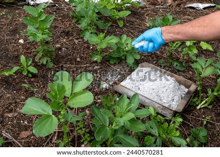 A gardener wearing a plastic glove spreads wood ash on topsoil in a vegetable garden to fertilize and add a natural source of potassium and trace elements from a tray full of wood ash. Royalty-Free Stock Photo #2440570281