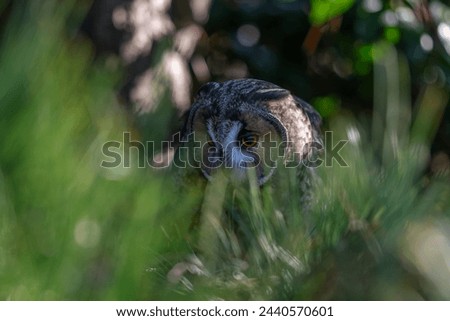 Long ear owl in a fir tree sitting on a branch in high res photos