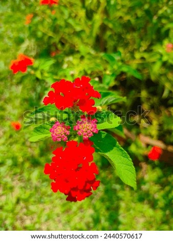 Stunning close-up of Lantana Camara(Common Lantana)red flowers and buds in detailed view ultra hd hi-res jpg stock image photo picture selective focus vertical background top or aerial ankle view 