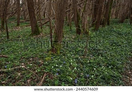 Beautiful forest landscape in spring with blooming wild wood anemone and small periwinkle flowers. Springtime in  Ile-de-France, France.  Nature beauty background. Environment conservation, ecology.