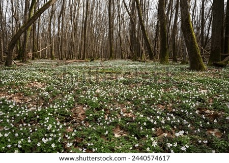Beautiful forest landscape in spring with blooming wild wood anemone flowers (Anemonoides nemorosa). Springtime in  Ile-de-France, France.  Nature beauty background. Environment conservation, ecology 