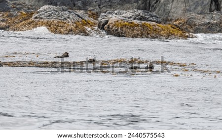 Bevy (group) of Sea Otters on the surface in Prince William Sound, Alaska, USA