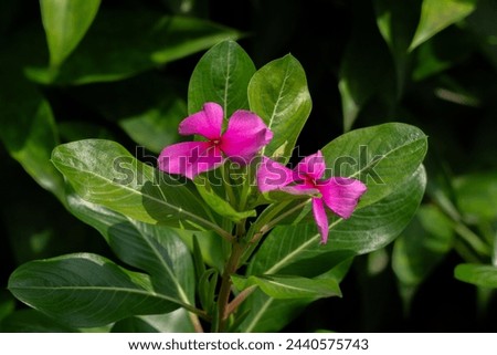 Tapak dara (Catharanthus roseus Don) is an annual shrub native to Madagascar  also known Vinca Rosea, Vinca Alkaloids, Bright Eyes,Cape Periwinkle, Graveyard Plant, Old Maid. Royalty-Free Stock Photo #2440575743