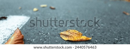 A beautiful picture of a leaf fall, focusing on the yellow-red leaves lying on the asphalt