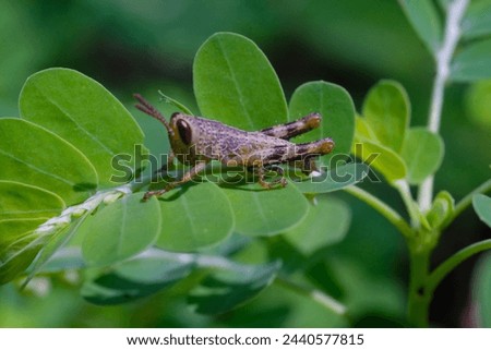 Macrophotography. Animal Photography. Closeup photo of grasshopper perched on green meniran herbal plant. Baby Javanese Grasshopper or Valanga Nigricornis. Shot in Macro Lens