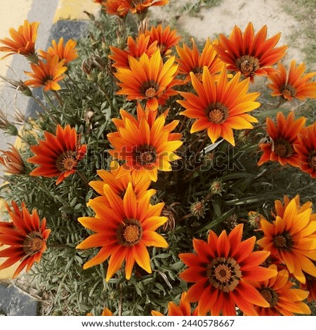 Picture of seasonal flower.dark orange and bright color flowers are in the picture.spring beauty is with beautiful flowers.attractive and pretty color flowers.natural beauty and beautiful weather.gift