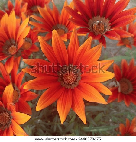 Picture of seasonal flower.dark orange and bright color flowers are in the picture.spring beauty is with beautiful flowers.attractive and pretty color flowers.natural beauty and beautiful weather.gift