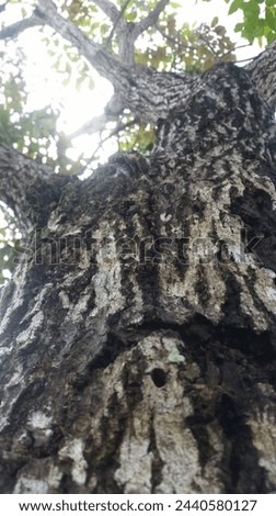 this is a picture of a tree trunk