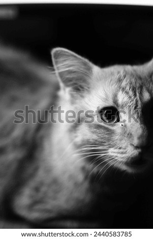 Orange Cat in black and white picture cat walk cat sleep
