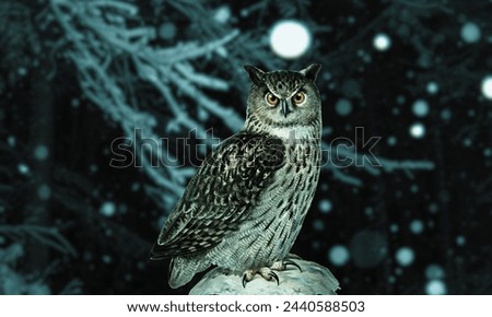 An owl is looking for foods at night time on a tree branch