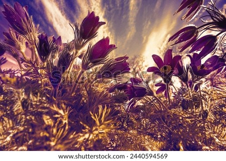 Bright golden sunlight on spring crocus flowers.