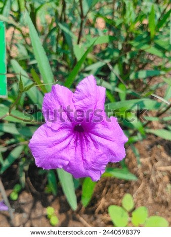 Stunning close-up of Ruellia tuberosa(minnieroot,fever root,snapdragon  root,sheep potato) purple solitary flower with details ultrahd hi-res jpg stock image photo picture side or straight ankle view 