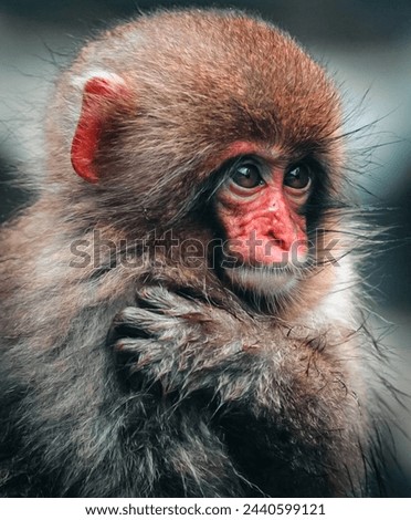 Intimate Glimpse into the Wild: A Detailed Portrait of a Monkey in Its Natural Setting - Ideal for Wildlife Enthusiasts and Educational Content”