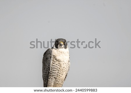 Peregrine falcon sitting on a perch in the salt lake desert in Rajasthan