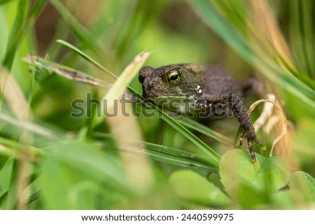 A small juvenile toad with large glassy eyes rests among the blades of grass in a summery field.