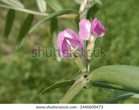 Flower of the Vicia sativa or vetch flower or garden vetch red flower or flower of the tare or simply vetch Royalty-Free Stock Photo #2440600473