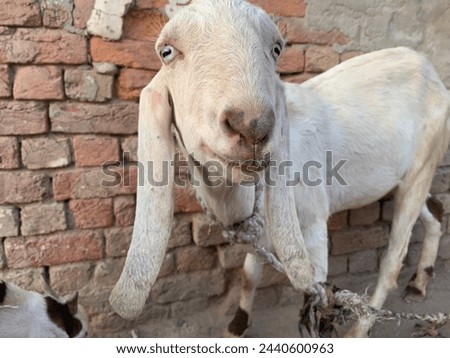 Goat. Macro. Beetal goats. Animal in Farm.  Pictures of pakistan domestic goat. Goats closeup. goats grazing in Farm. lecher. Capra hircus. Capra aegagrus hircus. Mammalia. Pakistani goat.