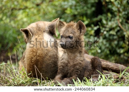 Hyena cub with mom at den lying down and alert