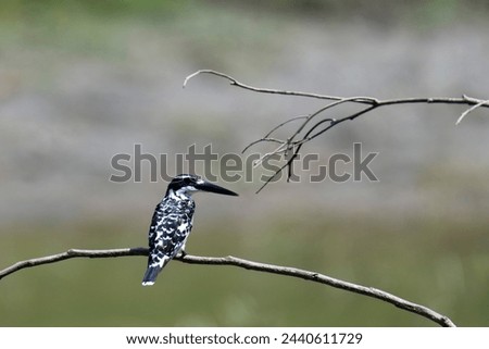 A Pied kingfisher (Ceryle rudis) is perched on a stem over a wetland in Kaziranga National Park in Assam, India and waiting to fish  Royalty-Free Stock Photo #2440611729