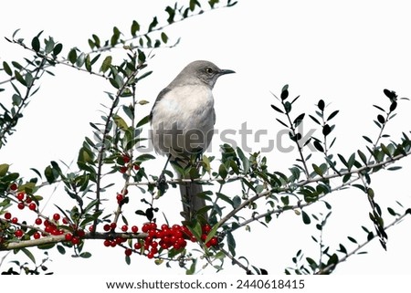            Northern Mockingbird perched on a branch with green leaves and red berries in the bright morning sunlight at Shelter Cove Community Park on Hilton Head Island.                    