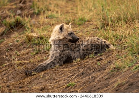Spotted hyena lies on bank looking round