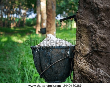 Close-up of natural fresh rubber latex from rubber trees Royalty-Free Stock Photo #2440630389