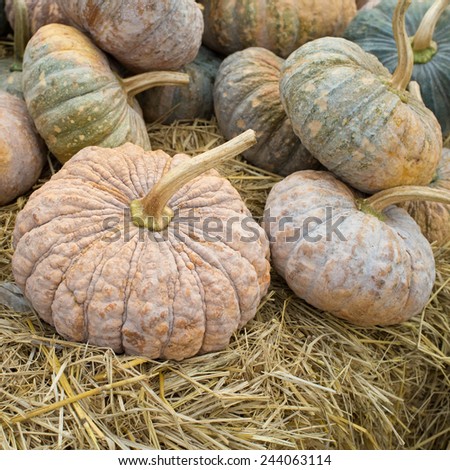 Pumpkins, gourds and squashes in a colorful assortment