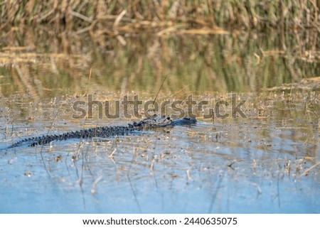 An Alligator in the Florida Everglades
