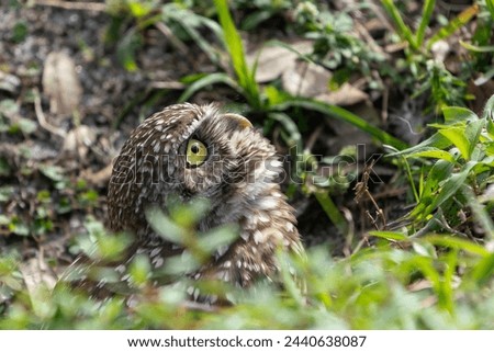 The Burrowing Owl, also called the shoco, is a small, long-legged owl found throughout open landscapes of North and South America. 