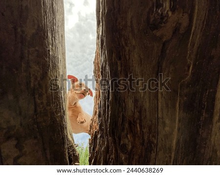 Dog climbing over logs, cool pet portrait 