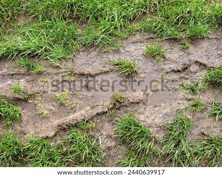 Puddle after continuous rain in nature with green grass