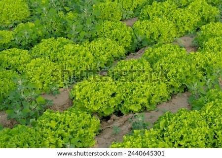 Fresh green curly cabbage growing on beds in the soil, cultivated by farmers in natural conditions Royalty-Free Stock Photo #2440645301