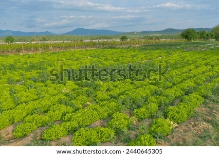 Fresh green curly cabbage growing on beds in the soil, cultivated by farmers in natural conditions Royalty-Free Stock Photo #2440645305