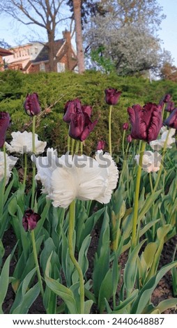 Exotic Deep Purple Frilly edged Tulip close up in contrast with Frilly petalled Rose pink tulips in a garden in vertical format at the Ottawa Tulip Festival in Commissioners Park, Ottawa,Canada Royalty-Free Stock Photo #2440648887
