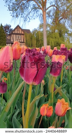 Exotic Deep Purple Frilly edged Tulip close up in contrast with Frilly petalled Rose pink tulips in a garden in vertical format at the Ottawa Tulip Festival in Commissioners Park, Ottawa,Canada Royalty-Free Stock Photo #2440648889