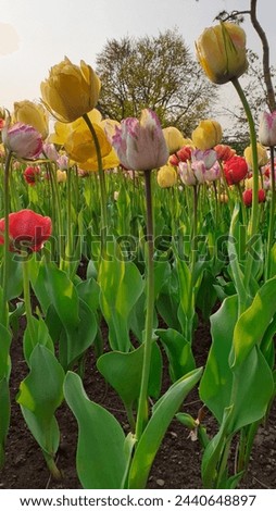 Pretty picture of Multi colored Red,Yellow,White and Berry colored tulips in afternoon sun at the Ottawa Tulip Festival in Commissioners Park, Ottawa,Canada