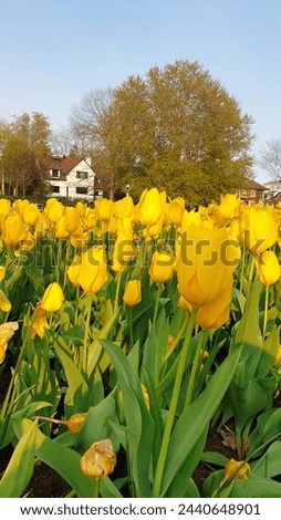 Picture postcard perfect spring scenery of bright Yellow Tulips with row houses and blue skies in vertical format at the Ottawa Tulip Festival in Commissioners Park, Ottawa,Canada