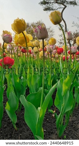 Pretty picture of Multi colored Red,Yellow,White and Berry colored tulips in afternoon sun at the Ottawa Tulip Festival in Commissioners Park, Ottawa,Canada