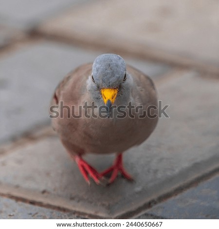 A Croaking ground dove (Front) Royalty-Free Stock Photo #2440650667