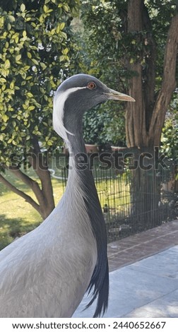 Demoiselle crane The demoiselle crane (Grus virgo) is a species of crane found in central Eurosiberia, ranging from the Black Sea to Mongolia and Northeast China. Royalty-Free Stock Photo #2440652667