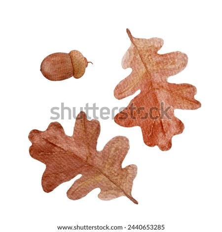 Oak leaf acorn watercolor illustration isolated on white