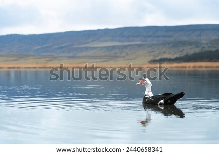 A wild duck swims in a lake against the backdrop of a mountain on a rainy cloudy day. Wild birds in natural habitat. 