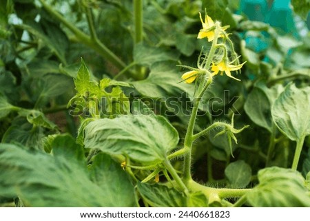 Blooming tomatoes in greenhouse, close-up. Yellow tomato flowers on blurred green background for publication, poster, screensaver, wallpaper, postcard, banner, cover, post. High quality photography
