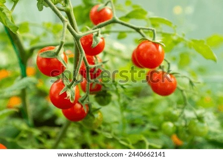 Ripening tomatoes on the branches tomato tree for publication, design, poster, calendar, post, screensaver, wallpaper, postcard, banner, cover, website. High quality photography