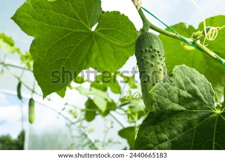 Green cucumbers grow in greenhouse, close-up. A backing from cucumber plant for publication, design, poster, calendar, post, screensaver, wallpaper, postcard, cover, website. High quality photography