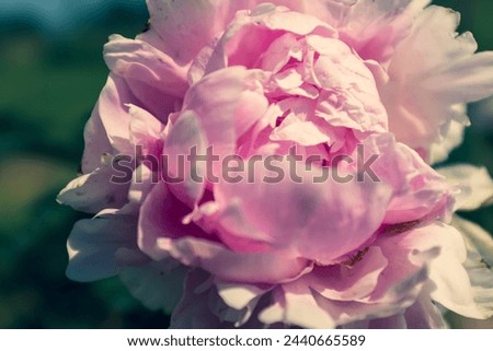 Pink peony bud at the sunny day, close-up. Bright congratulation on the holiday. Peony large bud for poster, calendar, post, screensaver, wallpaper, card, banner, cover, website